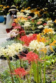 5色のヒガンバナが同時に咲く境内=円照寺 5色のヒガンバナが同時に咲く境内=円照寺