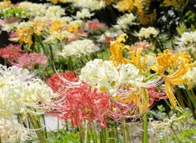 5色のヒガンバナが同時に咲く境内=円照寺 5色のヒガンバナが同時に咲く境内=円照寺