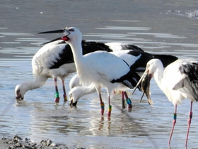 加古川市志方町細工所の深志野池で魚を食べるコウノトリの集団=2020年11月13日(いなみ野ため池ミュージアム提供、小原なをみさん撮影) 加古川市志方町細工所の深志野池で魚を食べるコウノトリの集団=2020年11月13日(いなみ野ため池ミュージアム提供、小原なをみさん撮影)