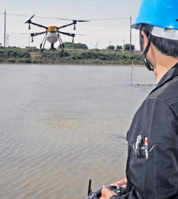 ドローンを水田上に飛ばす共同防除隊のメンバー=加古川市八幡町上西条 ドローンを水田上に飛ばす共同防除隊のメンバー=加古川市八幡町上西条