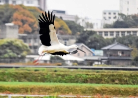 神野小学校近くを飛ぶコウノトリ=2021年11月、加古川市神野町(神野小創立150周年記念事業実行委員会提供) 神野小学校近くを飛ぶコウノトリ=2021年11月、加古川市神野町(神野小創立150周年記念事業実行委員会提供)