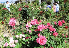 赤やピンクのバラが咲く沢芳郎さん宅の「稲美薔薇園」=稲美町 赤やピンクのバラが咲く沢芳郎さん宅の「稲美薔薇園」=稲美町