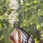 「旅するチョウ」アサギマダラ、加古川・陵北小に飛来 児童が花壇でフジバカマ植栽