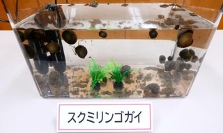 コメの田植え後の柔らかい苗を食べるジャンボタニシ(スクミリンゴガイ)