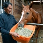 民間事業所「リタッチ」で餌を食べる引退競走馬=11日、大阪府河内長野市