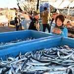 小名浜港で今季初めて水揚げされた秋の味覚サンマ=27日午前、福島県いわき市