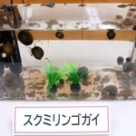 コメの田植え後の柔らかい苗を食べるジャンボタニシ(スクミリンゴガイ)