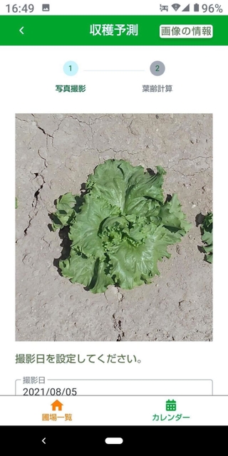 スマートフォンのアプリで撮影したレタス(県提供)