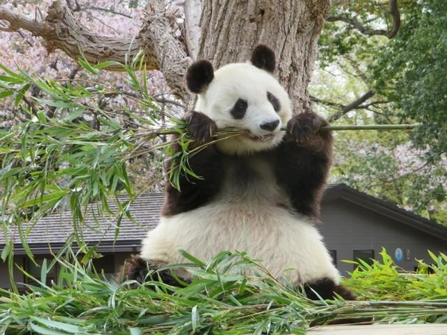 朝ごはんを元気よく食べるタンタン。音にすると多分「ワッサワッサ」「バキバキッ」。(4月3日)