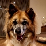 滋賀県動物愛護推進員の松若菊美さんが8年ほど前に保護管理センターから出した染五郎くん(提供写真)