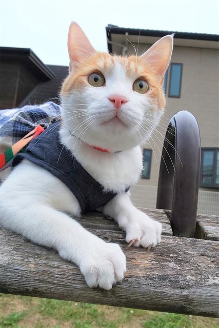 お散歩中のペンタくん。気に入った場所があると30分動かないことも