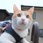 お散歩中のペンタくん。気に入った場所があると30分動かないことも