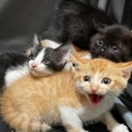 保護したばかりの子猫たちはすごく威嚇していました