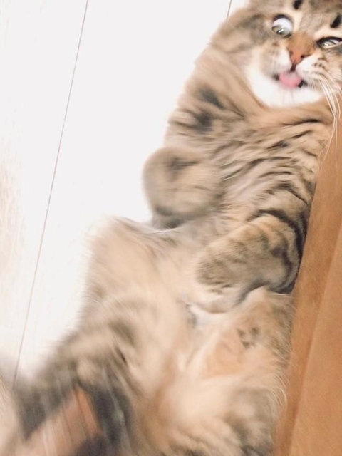 ヒャッハー!たまんニャいぜ!(ヤマネコさん提供)