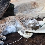 2021年のネコの日イベント。岩手大学からいただいたマタタビの葉に歓喜するオオヤマネコ(王子動物園提供)