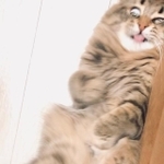 ヒャッハー!たまんニャいぜ!(ヤマネコさん提供)