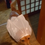 顔周りもピッタリ!って、ん?柴犬?(Ceuさんのツイートより)