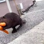 2本のニンジンをくわえたり、前脚で持ったりしながら一生懸命運ぶビーバー。そんな様子を映す動画がTwitter上で話題に/「tama」(@tama080707)さん提供・Twitter動画よりキャプチャ撮影