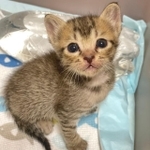今月13日大雨警報の出ていた大阪で保護されたあめちゃん、背中にはお気に入りのペットボトル=落ち猫あめちゃんさん(@ochinekoame)提供