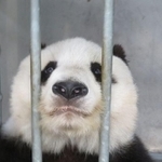 「はっ?どゆこと??」。トレーニング中にご褒美のリンゴの品切れを知り、こんな表情に(写真はいずれも公式ツイッターより)