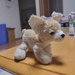 殺害当時7歳の加藤春花さんが大切にしていた犬のぬいぐるみ。証拠品として警察に押収されたが、今年、遺族の元に戻った(撮影・小川泰平)