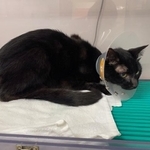 ちらっと見ただけでは、この猫がおおよそ1ヵ月間、ほとんど何も食べていないようには見えません