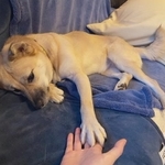 麻実さんのおうちにやって来て今年で4年目を迎えた元野犬の風花ちゃん。少しずつ家庭犬らしくなってきたという(提供写真)