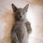 「うちのネコが悟りを開かれた。」と、飼い主のririさんがTwitter上に投稿した愛猫の写真が「神々しい」と話題になった(提供写真)