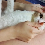 ひざの上に乗せてもらい遊んでもらうハル(提供)