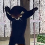 チョエ~ッッ!!容赦ない連続パンチを繰り出すレッサーパンダの野花。ちょうど自分の似顔絵部分を睨みつけてる、かも?(かぴよんさん動画からキャプチャ)