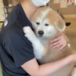 予防接種を待ちながら、飼い主さんにしがみついて離れない子犬の写真が「かわい過ぎる」とTwitter上で大きな話題に(提供写真)