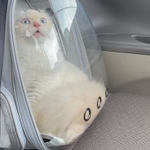 病院に連れて行かれることに気付いて驚くような表情を浮かべる子猫の姿がTwitter上で話題に(提供写真)