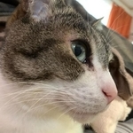 ママが寝ていたら布団に潜ってきた