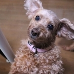 抱っこしてと甘えるハナちゃん