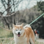 昨年の写真展でメーンモデルを務めたたけしくん。たきちさんにシニアの魅力を教えてくれた(掲載写真はすべてたきちさん提供)