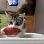 お肉をくわえながら駆け上がる子猫がTwitter上で話題に(猫おばさん提供、Twitterよりキャプチャ撮影)