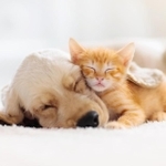 日本にも動物愛護法などがあり、我々はベットの権利が保障されていると思いがちだが…(famveldman/stock.adobe.com)