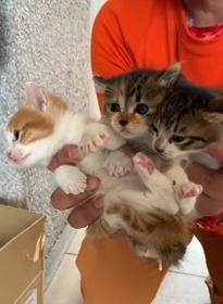 遺棄されていた3匹の子猫たち(浦川さん提供、アメブロの動画からキャプチャ撮影) 遺棄されていた3匹の子猫たち(浦川さん提供、アメブロの動画からキャプチャ撮影)