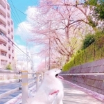 春を満喫中!(画像提供/サモエドのソラン soran the samoyedさん)