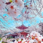 華やかな満開の桜がまるで額縁のよう 画像提供/Shotaさん