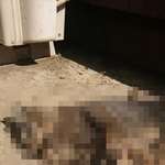 東京・武蔵村山市内の住宅街周辺で地域猫の不審死が相次いでいる(「武蔵村山TNR地域猫の会」提供=一部加工しています)