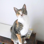 2021年3月20日が推定誕生日のこいこいちゃん。美人さんに成長しました