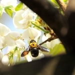 こちらは雌のクマバチ(茸本朗さん提供)