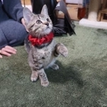 生後約2か月の櫻ちゃん