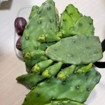 Aさんが採集したウチワサボテン(Aさん提供)