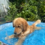 何なの、これ?=ごーるでんのロイくんさん(@golden0909roy)提供