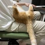 見事なおっぴろげー! 在宅勤務の様子(写真提供:クウとカイさん)