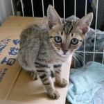 保護から10日後くらい。まだ少し警戒してる?