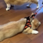 思わず「ほんまに散歩できるんか…?」(写真提供:コーギー🐶🦁れいさら@成長日記さん)