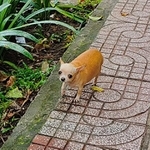 ベトナムで見かけた…チワワ?(写真提供:東風遥香さん)